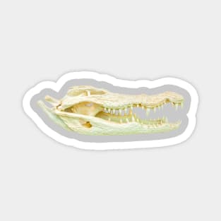 Nile Crocodile Skull Magnet