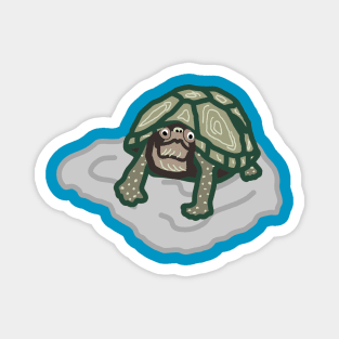 Curious Tortoise Graphic Design Magnet