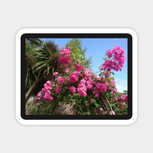 Pink roses, blue sky Magnet