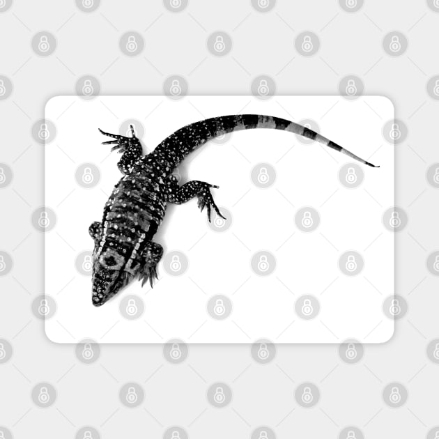 Black and White Tegu Lizard Magnet by Art of V. Cook