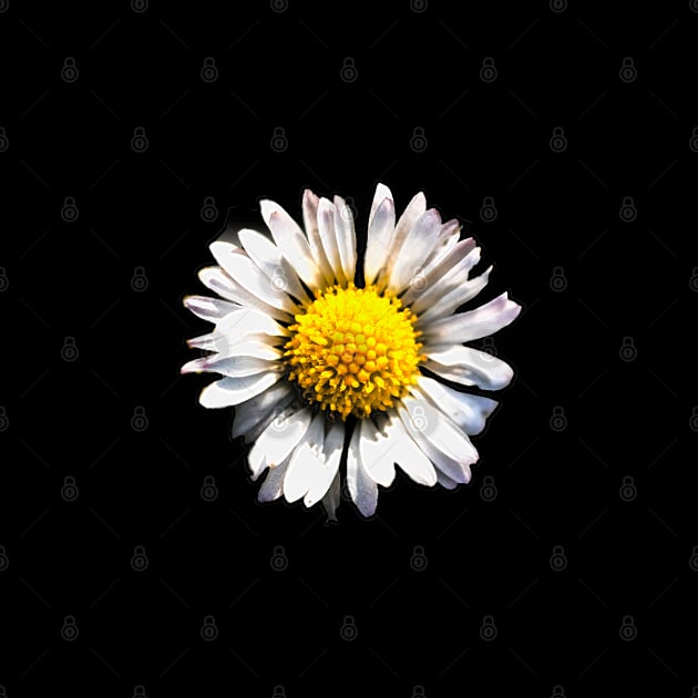 Daisy with white petals Chrysanthemum leucanthemum by Marccelus