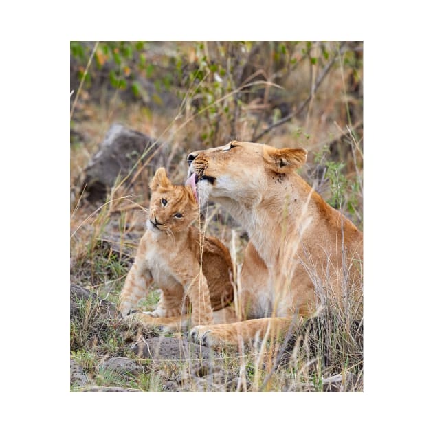 Wash Behind the Ears for Lion Cub by GrahamPrentice