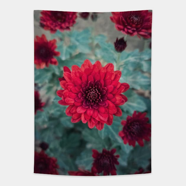 red chrysanths Tapestry by psychoshadow