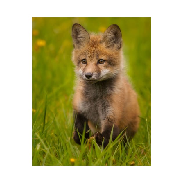 Red Fox Kit by jforno