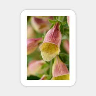 Digitalis  &#39;Polkadot Pandora&#39;  Foxglove Magnet