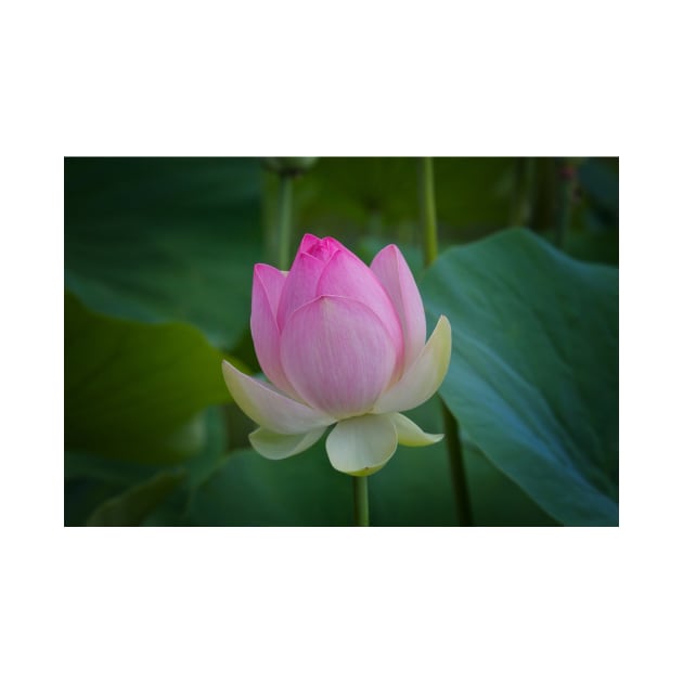 The Water Lily by browna