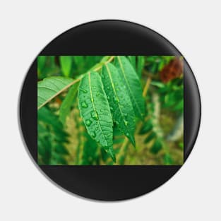 Water Drops on Green Leaf Pin