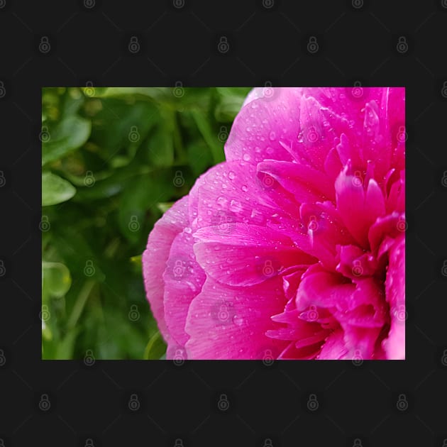 Pink peony flower with raindrops photography by KINKDesign