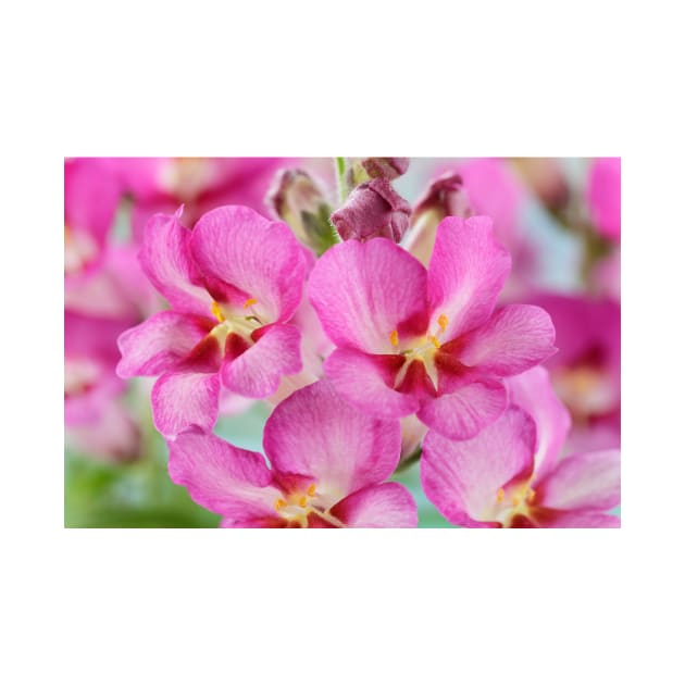 Antirrhinum  &#39;Antirinca Rose&#39;  Snapdragon by chrisburrows