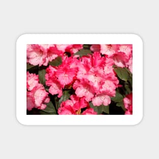 Pink Rhododendron Flower, Close-Up, Germany Magnet