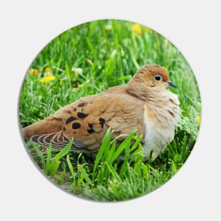 Mourning Dove Resting In The Grass Pin