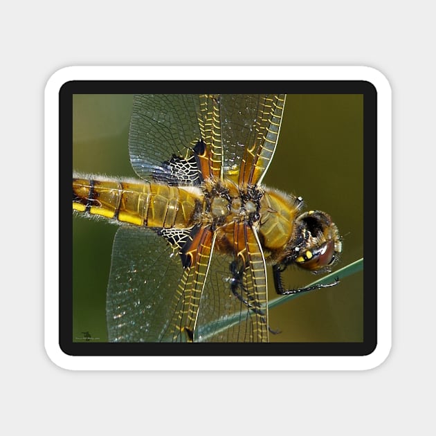 broad bodied chaser dragonfly Magnet by Simon-dell