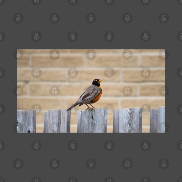 An American Robin Standing On A Fence In My Backyard by BackyardBirder