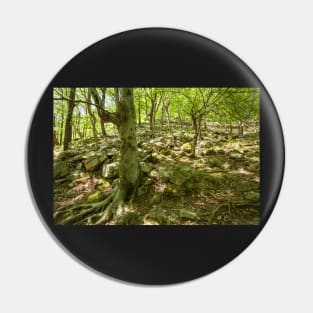 Beech forest and hiking trail Pin