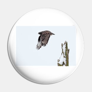 Rough-legged Hawk Pin