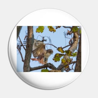 Red Tailed Hawk alighting in tree Pin