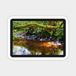 Colorful River Water With Tree & Light Reflections - Rural Scenery Magnet