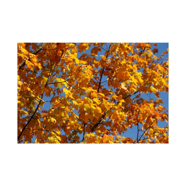 Maple (Acer ), golden yellow autumn leaves hanging from a tree, Germany by Kruegerfoto