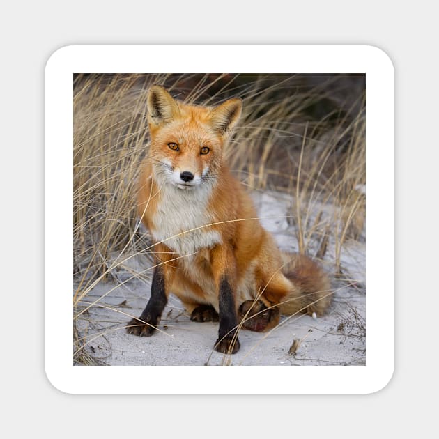 Red Fox Sitting Magnet by jforno