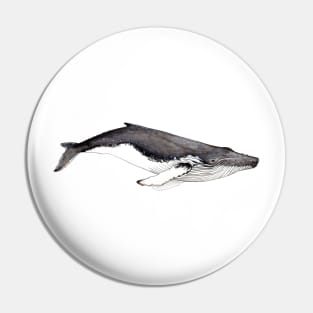 Humpback whale Megaptera novaeangliae Pin