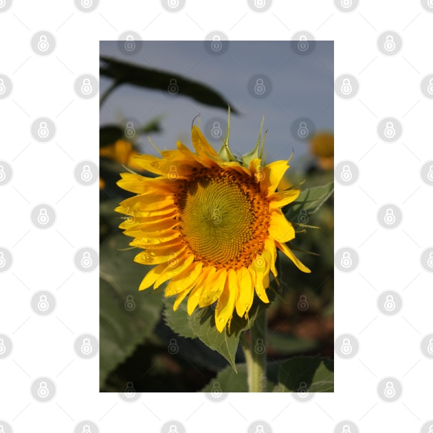 Bright and Colorful Sunflower in a Field by ROBERTDBROZEK