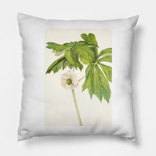 Mayapple - Botanical Illustration Pillow