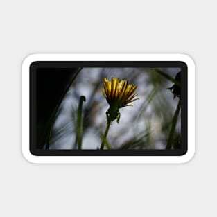 Back-lit Dandelion Flower Magnet