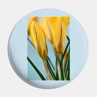 Crocus x luteus  &#39;Golden Yellow&#39;  Syn.  Crocus x stellaris &#39;Golden Yellow&#39; Crocus &#39;Golden Mammoth&#39; Pin