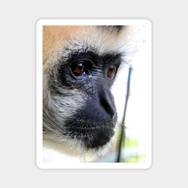 White Cheeked Gibbon Magnet by kirstybush