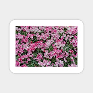 Japanese Spring Study 13 Magnet