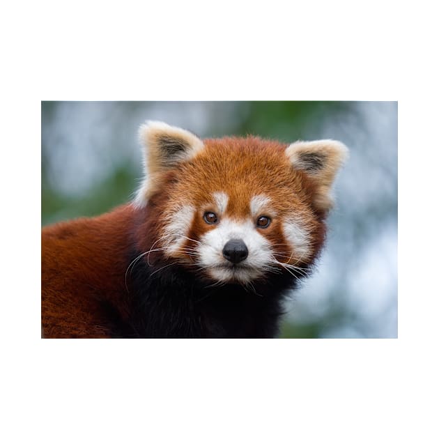 Red Panda by kawaii_shop