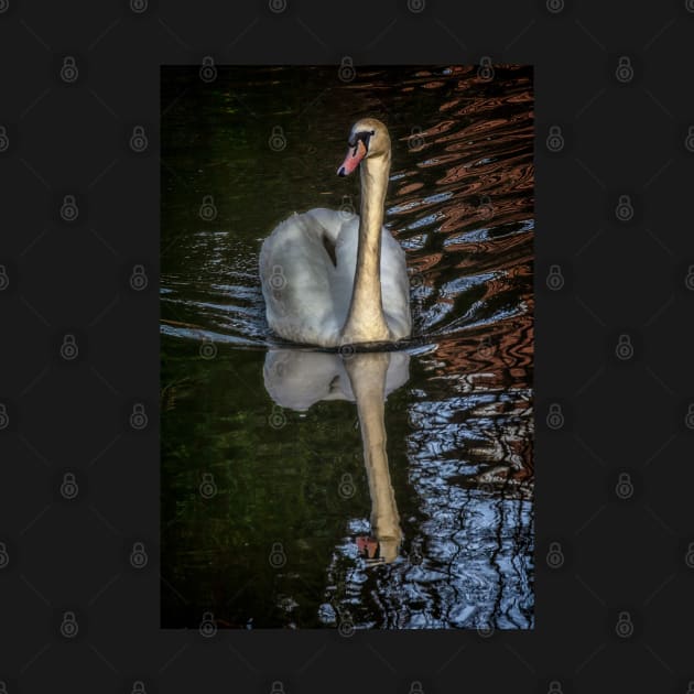 A Swan On The Kennet by IanWL