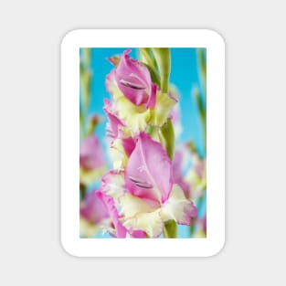 Gladiolus  'Flevo Bambino' Magnet