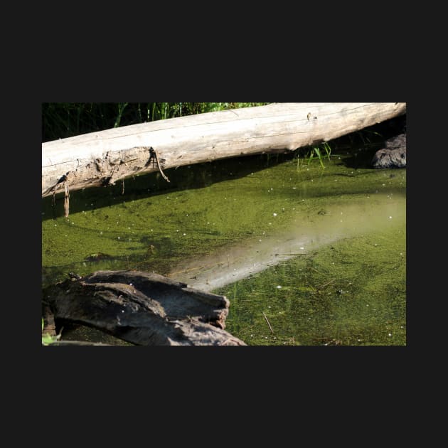 find the frogs, Trojan pond, near Goble, Oregon by DlmtleArt