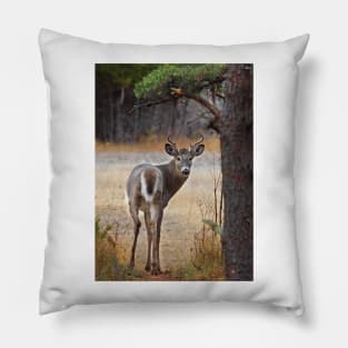 Gotcha! - White-tailed Deer Pillow