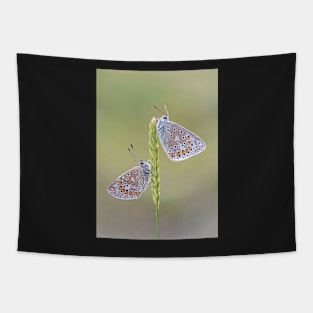 Two Common Blue Butterflies on a Grass Stalk Tapestry