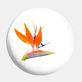 Bird of paradise flower isolated on white. Pin