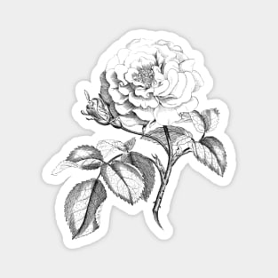 Rose Flower Black & White Illustration Magnet