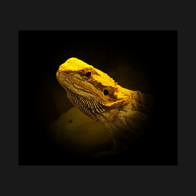 Pogona by Guardi