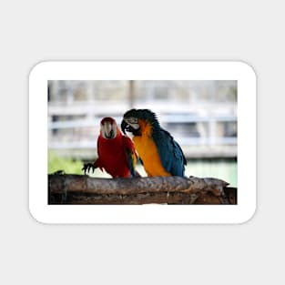 Conversation Between Macaws Magnet