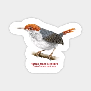 Rufous-tailed Tailorbird | Orthotomus sericeus Magnet