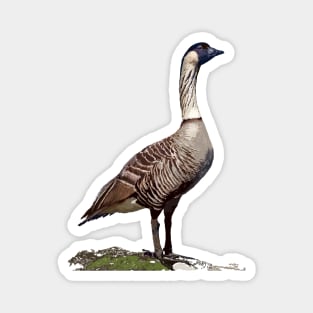 Nēnē, the Hawaiian Goose Magnet