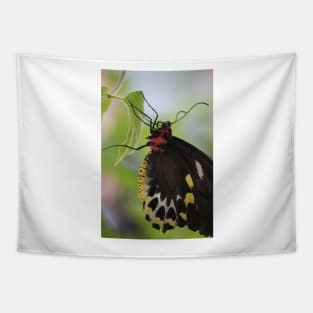 Butterfly Beauty Tapestry