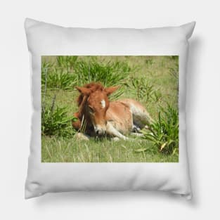 Wild horses, wildlife gifts, Assateague Island Pillow