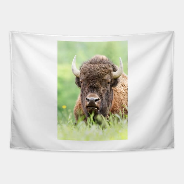 Bison Tapestry by Jim Cumming