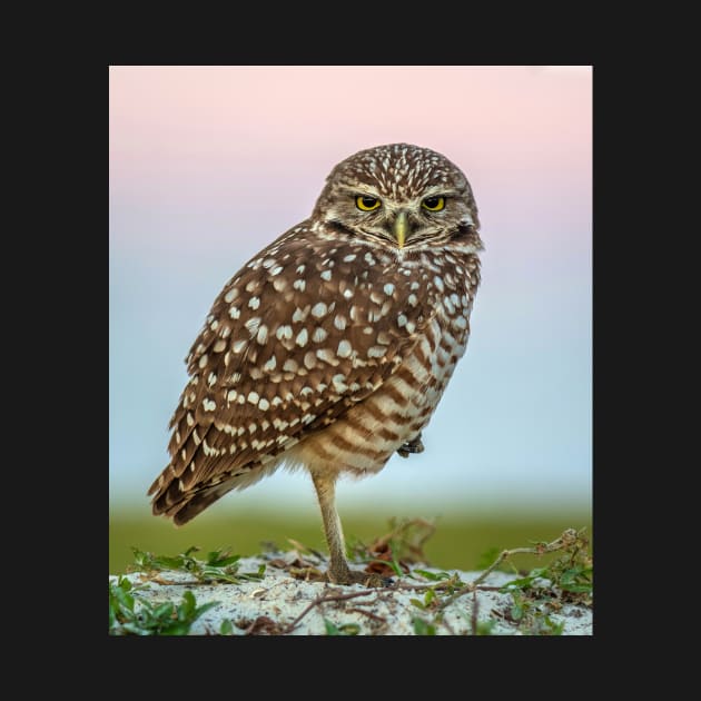 Burrowing Owl at Dusk by TonyNorth