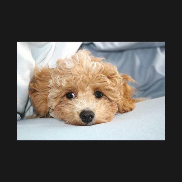 Sleepy Maltipoo Puppy by Furtographic