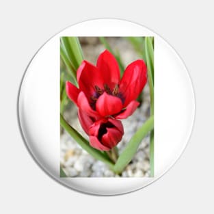 Tulipa  &#39;Lilliput&#39;  Tulip Pin