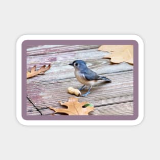 Tiny blue bird stands guard over a peanut Magnet