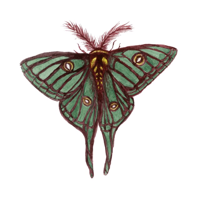 Watercolor Spanish Moon Moth by paintedpansy